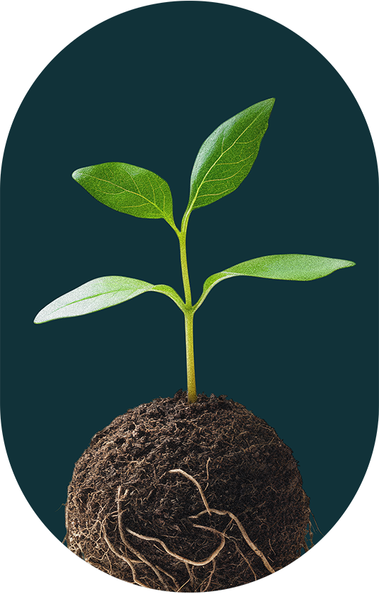 Mladá zelená rostlina s kořeny v půdě, symbolizující udržitelné zemědělství a šetrný přístup k přírodě